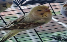 Budgerigars birds for sale: Budgies  - Image 4