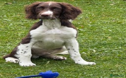 English Springer Spaniel dogs for sale: Springer Spaniels - Image 2