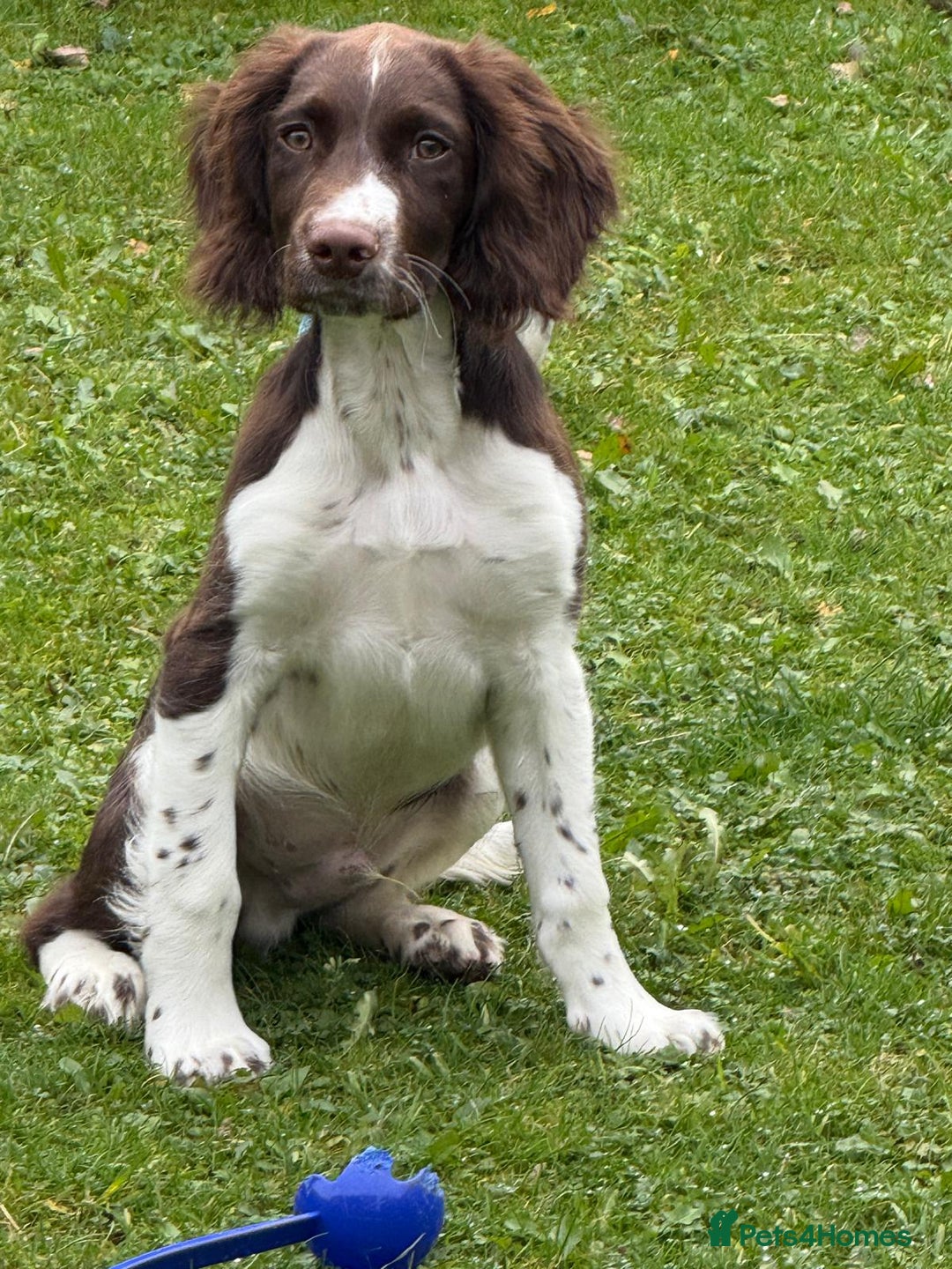 English Springer Spaniel dogs for sale: Springer Spaniels - Image 2