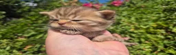 British Shorthair cats for sale: 🧡STUNNING TABBY BSH-MUM IMPORTED FROM FRANCE🇫🇷  in Tadworth - Advert 6