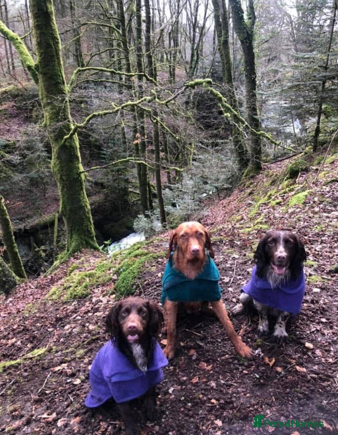 Sprocker dogs for sale: Male Chocolate Sprocker  - Image 10