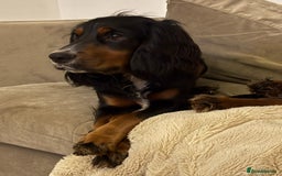 Cocker Spaniel dogs for stud: Black, white and tan Cocker Spaniel for stud - Image 5