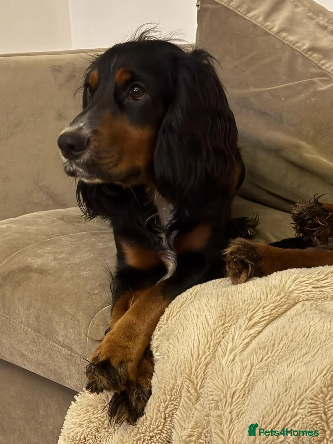 Cocker Spaniel dogs for stud: Black, white and tan Cocker Spaniel for stud - Advert 5