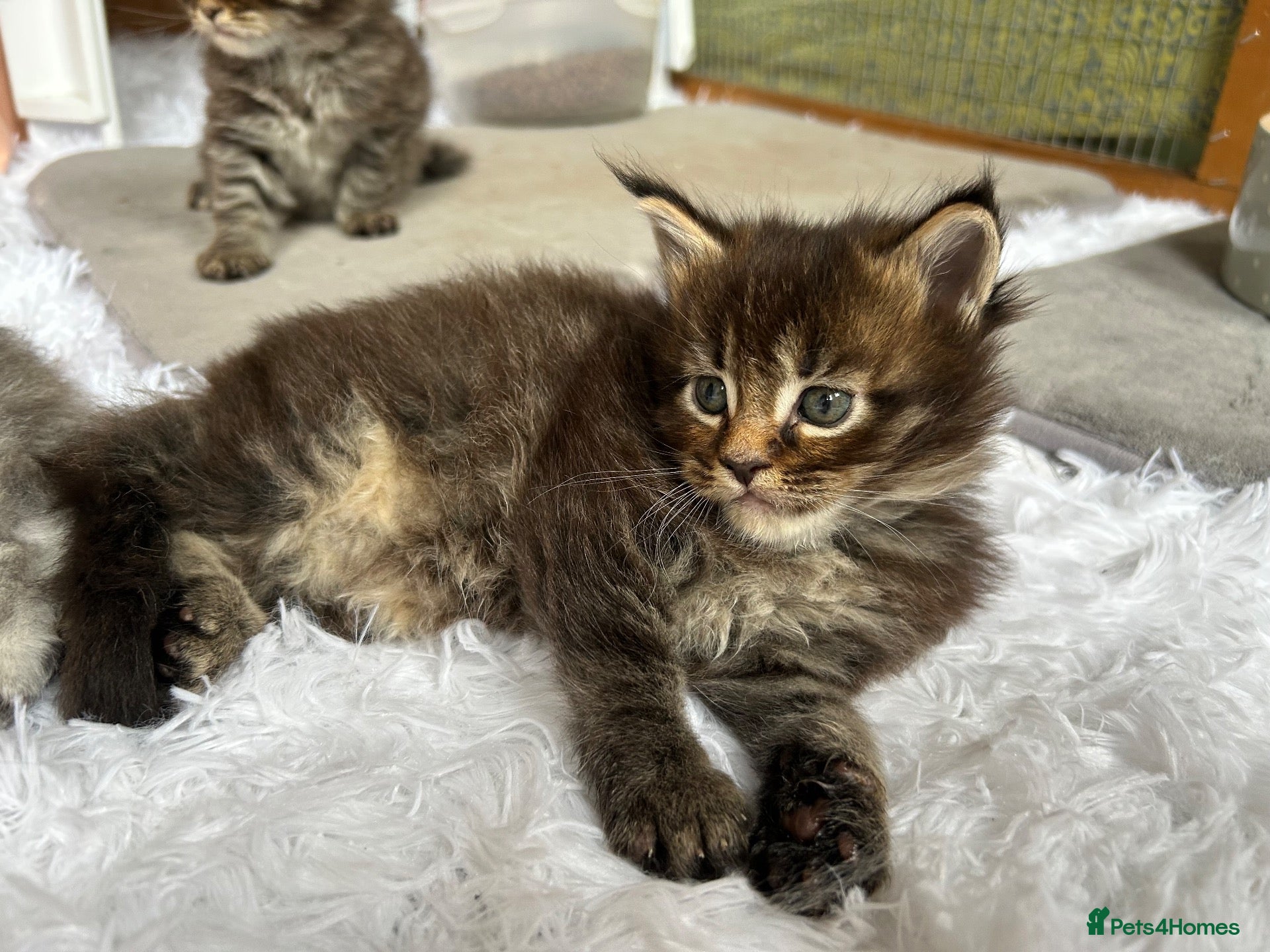 Maine Coon cats TICA Pedigree Champion Line Maine Coon babies  - Advert 1
