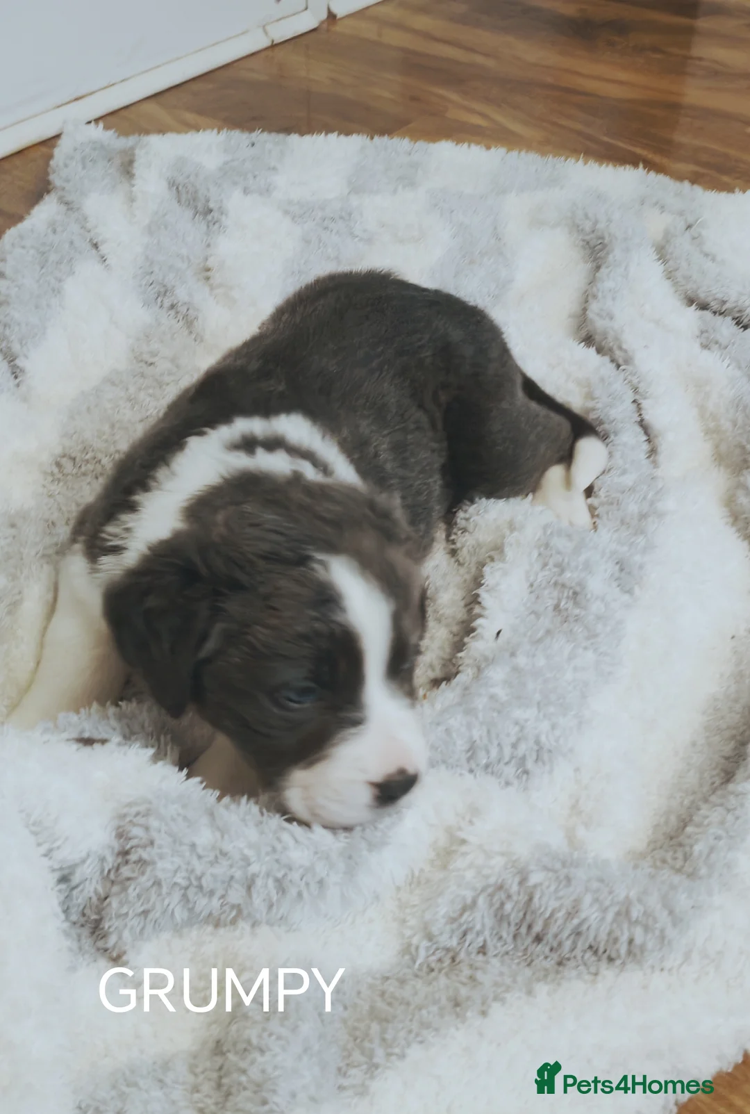 Mixed Breed dogs for sale:  REDUCED!! 2 OLD TYME BORDER COLLIE PUPPIES!  - Advert 25