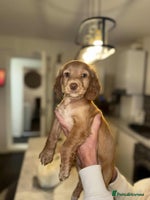 Cocker Spaniel dogs - Advert 5