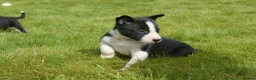 Border Collie dogs for sale: Registered Border Collie Puppies for sale - Advert 6