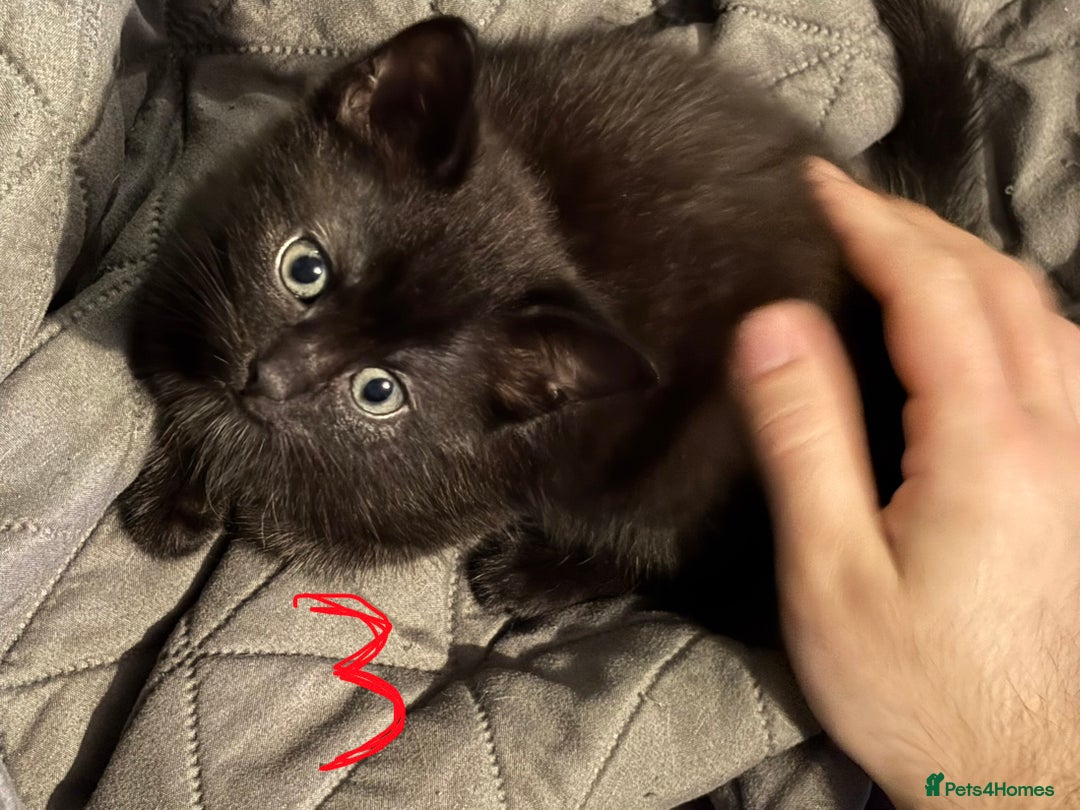 Mixed Breed cats for sale: 8 weeks old Ragdoll cross kittens - Advert 6