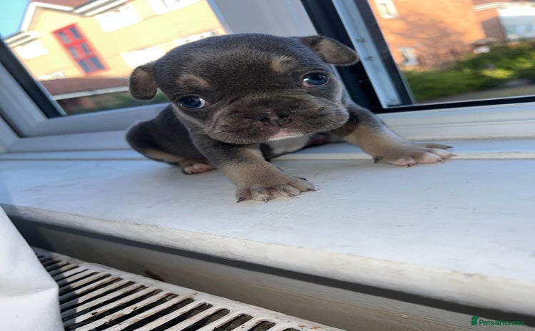 French Bulldog dogs - Advert 1