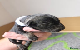 Miniature Schnauzer dogs for sale: Miniature schnauzer's due, KC, Mac, low COI - Image 12