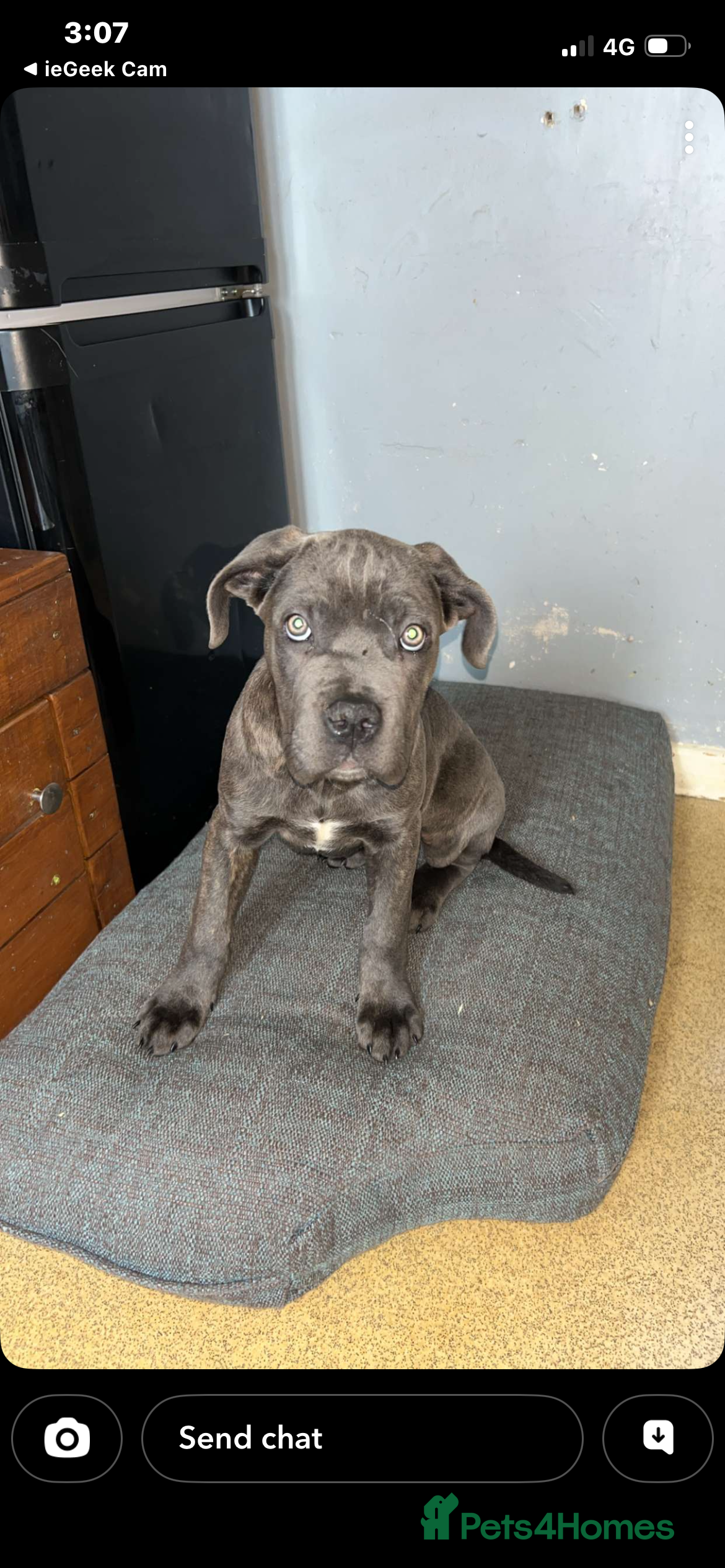 Cane Corso dogs Cane corso pups - Advert 20