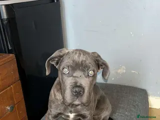 Cane Corso dogs Cane corso pups - Advert 20