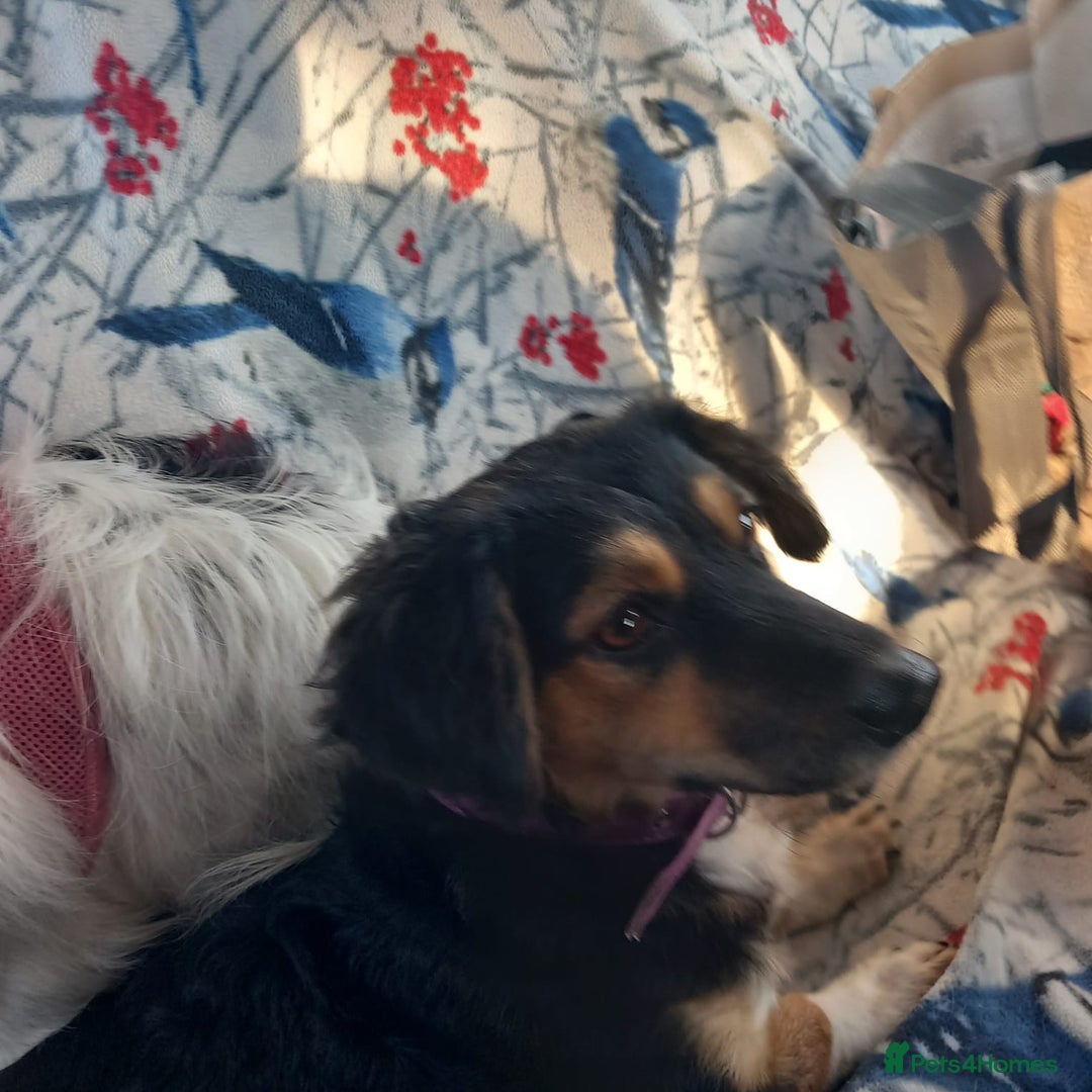 Mixed Breed dogs for adoption: Meet Sweet KATIA !  She needs a new Loving HOME... - Image 14