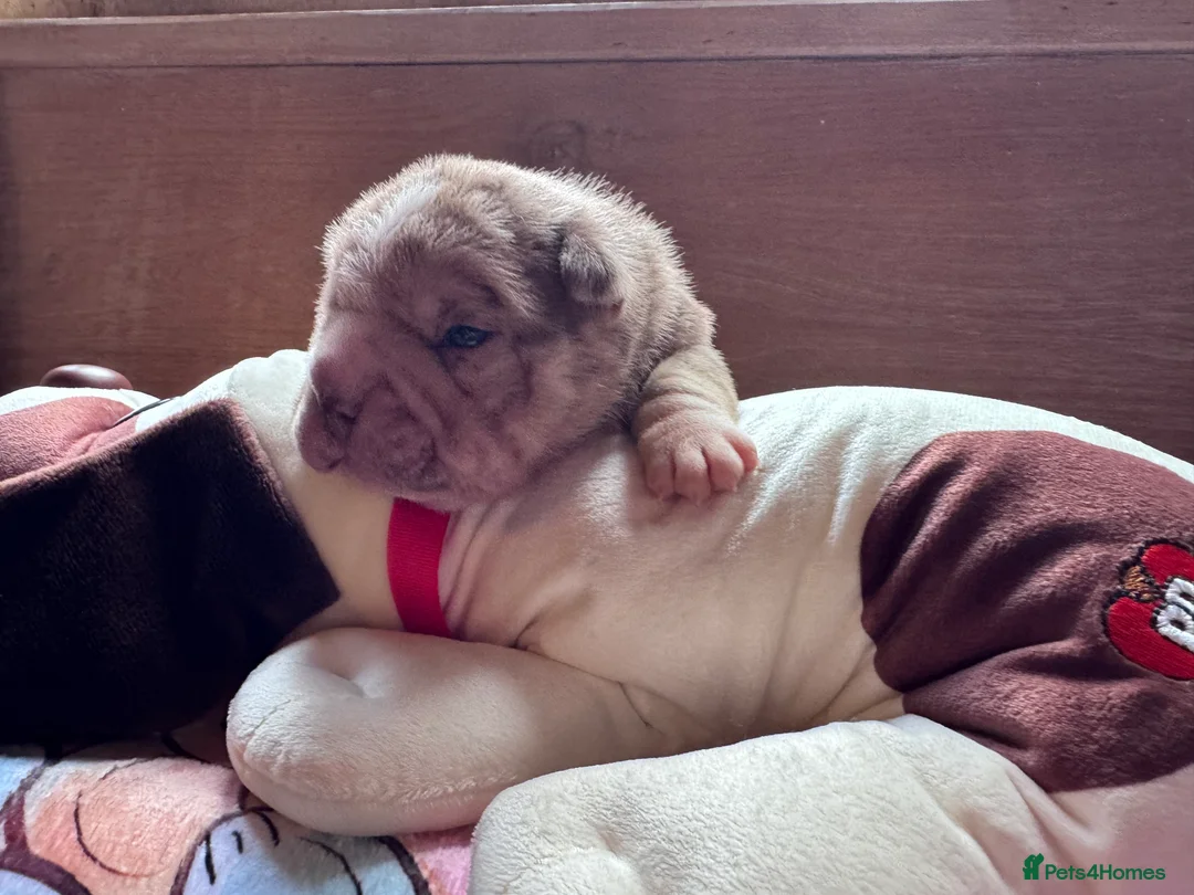 Shar Pei dogs for sale: Stunning Bullpei Puppies (Sharpei/English Bulldog) - Advert 10