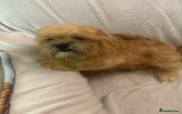 Mixed Breed dogs for sale: Shih-tzu x Pomeranian puppies for sale - Image 6