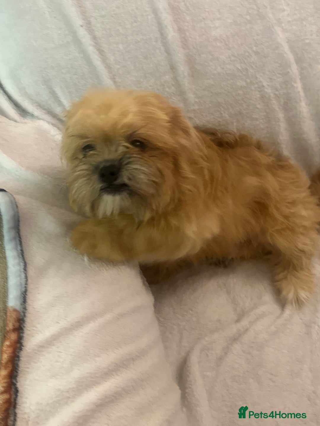 Mixed Breed dogs for sale: Shih-tzu x Pomeranian puppies for sale - Image 6