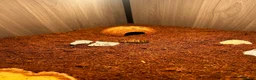 Hermann Tortoise reptiles for sale: Terry  in Southend-on-Sea - Advert 5