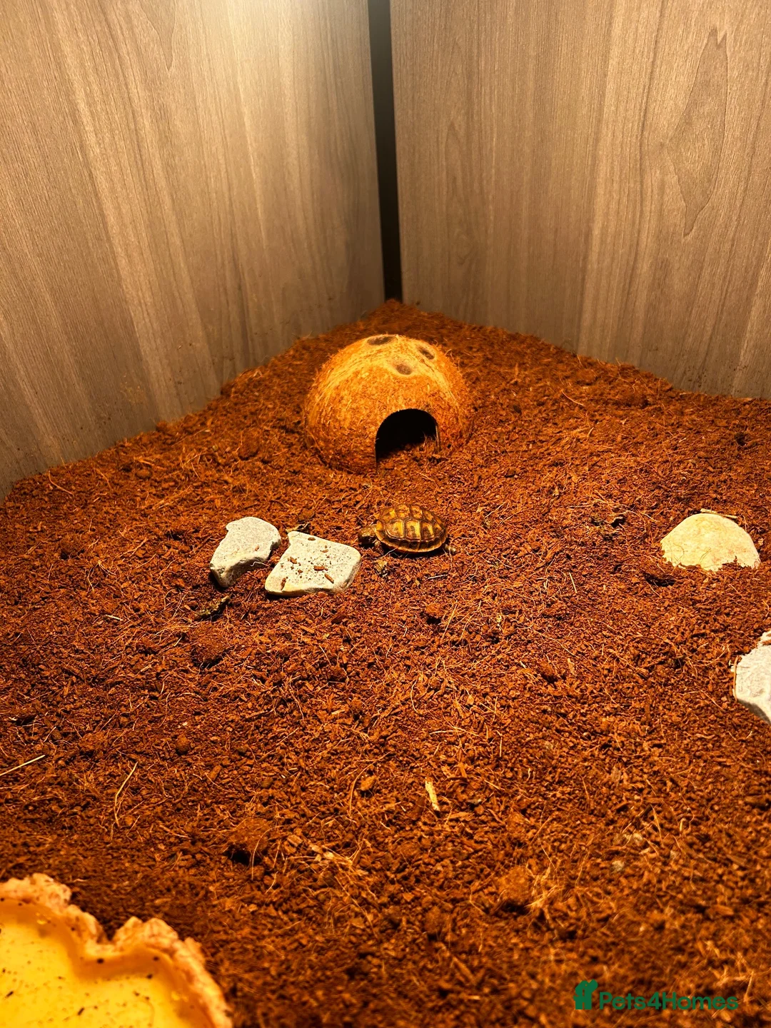 Hermann Tortoise reptiles for sale: Terry  in Southend-on-Sea - Advert 5