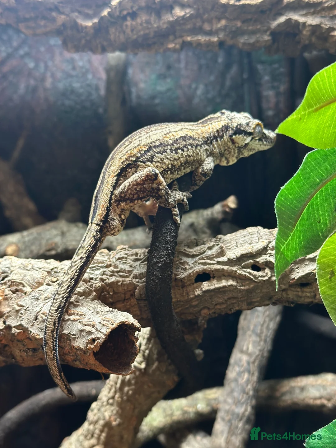 Gecko reptiles for sale: Red Striped Gargoyle Gecko - Male in Bishop's Stortford - Advert 2