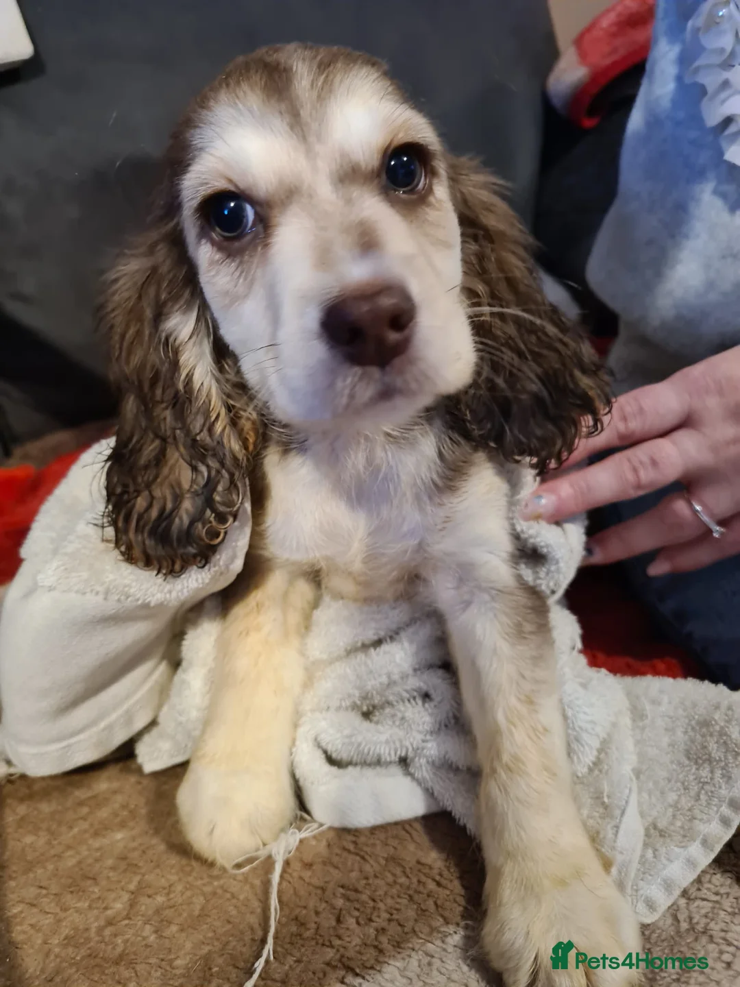 Cocker Spaniel dogs for sale: Cocker spaniel puooys - Advert 28