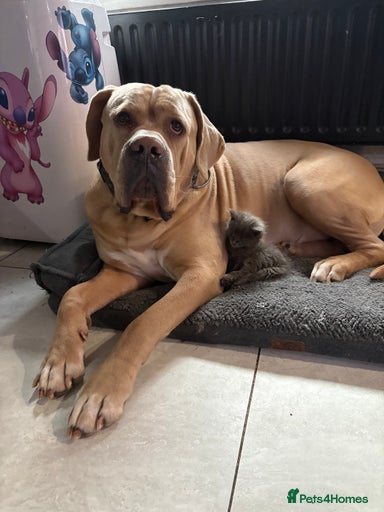 Gallery Image {{count}}