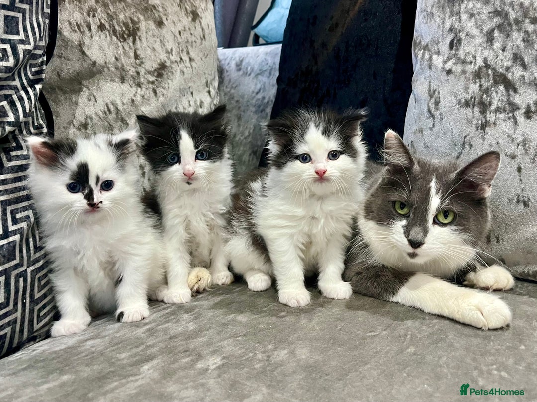 Ragdoll cats for sale: Stunning Ragdoll X Girl Kittens  - Image 1