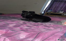 Mixed Breed dogs for sale: Staffy cross Rottweiler female  - Advert 2