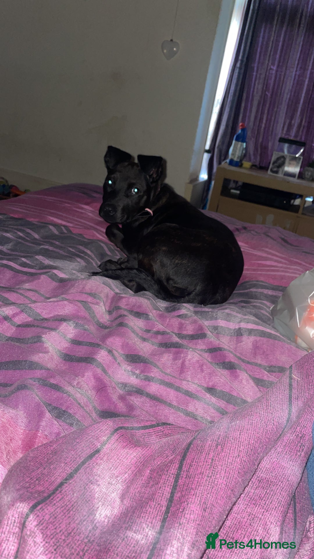 Mixed Breed dogs for sale: Staffy cross Rottweiler female  - Advert 2