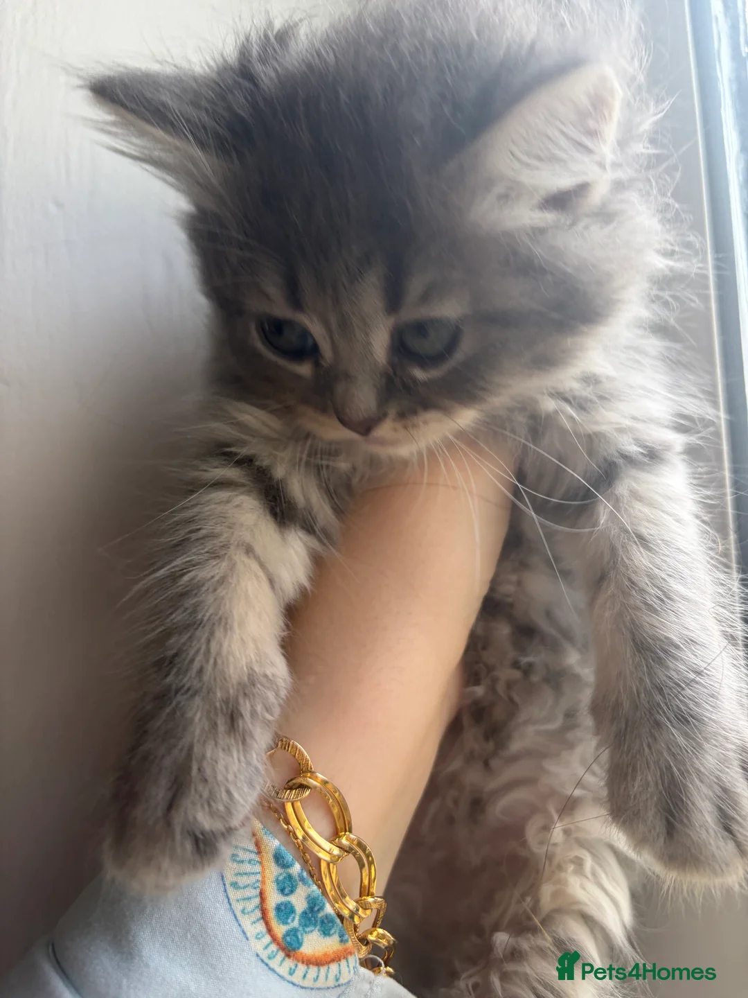 Mixed Breed cats for sale: Last boy kitten left white and grey spots - Advert 31
