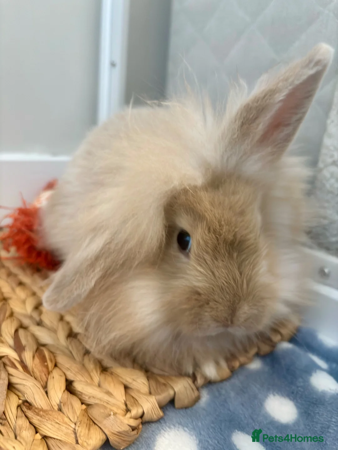 Mixed Breed rabbits for sale: Mini lion lop bunny - Advert 2