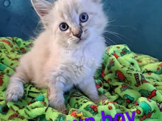 Mixed Breed cats 2 Beautiful blue-eyed boys kittens 😸 - Advert 15