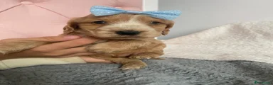 Cocker Spaniel 2