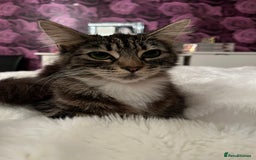 Mixed Breed cats for sale: 1 boy and 1 girl  - Image 1