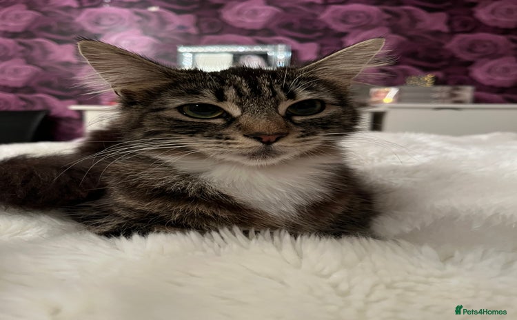 Mixed Breed cats - Advert 8