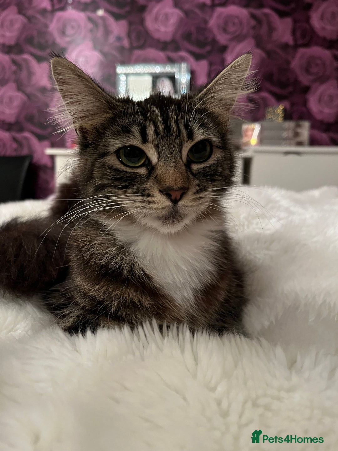 Mixed Breed cats for sale: 1 boy and 1 girl  - Image 1