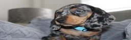 Dachshund dogs for sale: LAST 2 DACHSHUNDS LOOKING FOR THEIR FOREVER HOMES - Advert 4