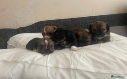 Mixed Breed dogs for sale: Lhasa Apso/ Jackhuahua puppies  - Image 5