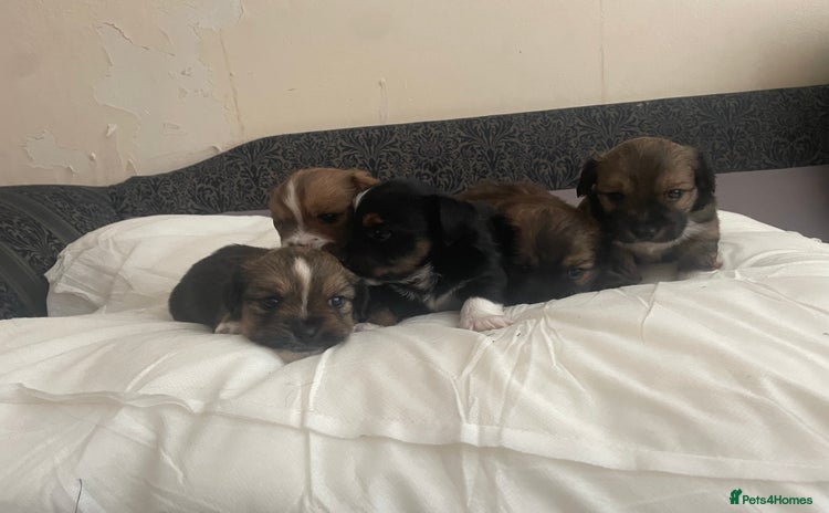 Mixed Breed dogs - Advert 14