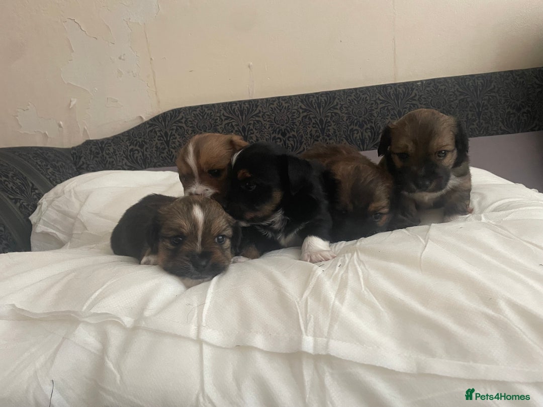 Mixed Breed dogs for sale: Lhasa Apso/ Jackhuahua puppies  - Image 5