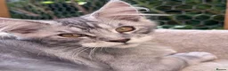 Maine Coon cats for sale: Gorgeous Maine Coon Male For Sale - Advert 4