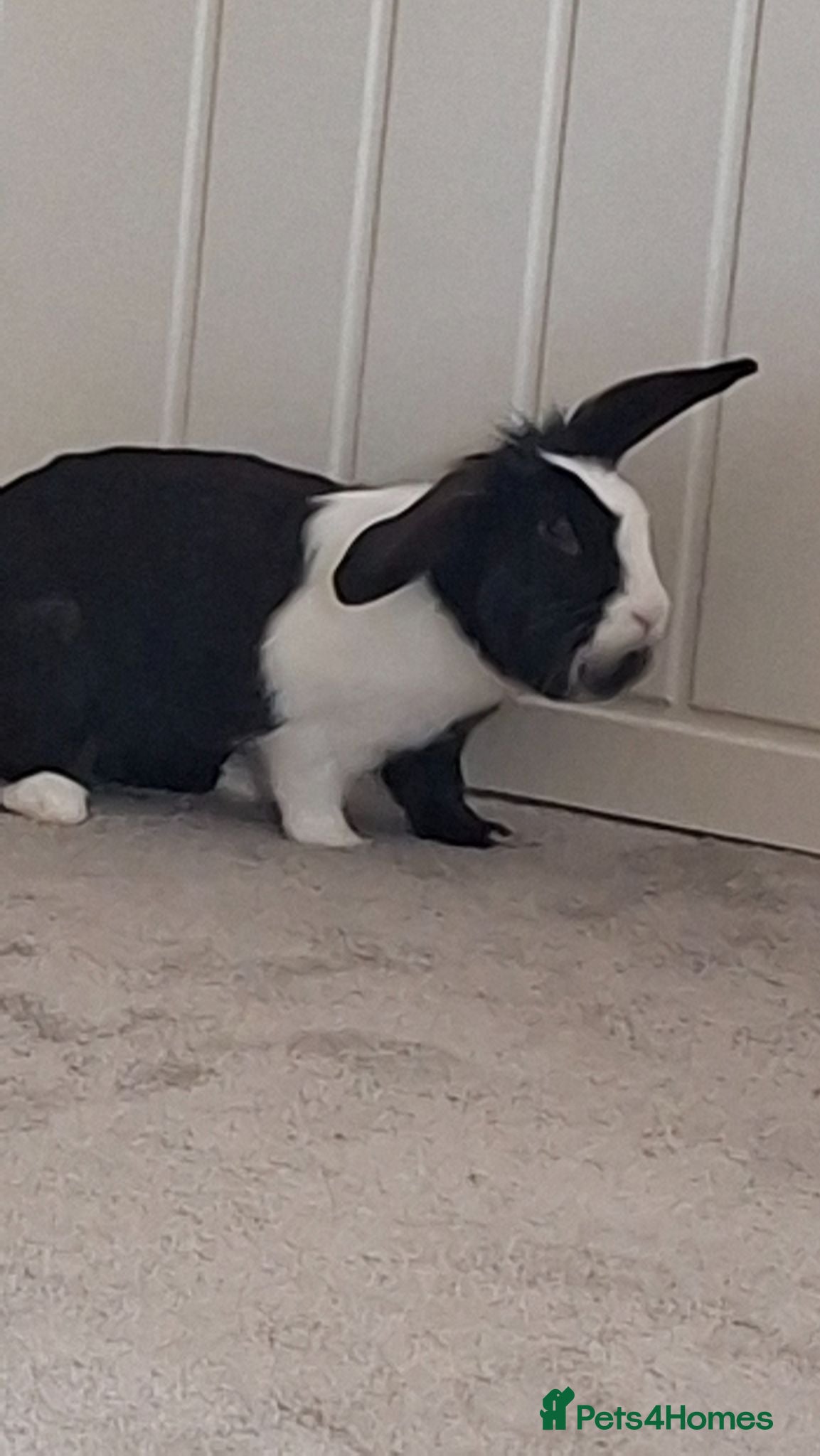 Mixed Breed rabbits Mix breed lop rabbit  - Advert 1