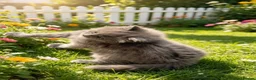 British Longhair cats for sale: Stunning blue British long hair kittens  - Advert 5