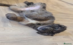 Mixed Breed dogs for sale: !!! ONE merle girl left !!! available now  - Advert 3