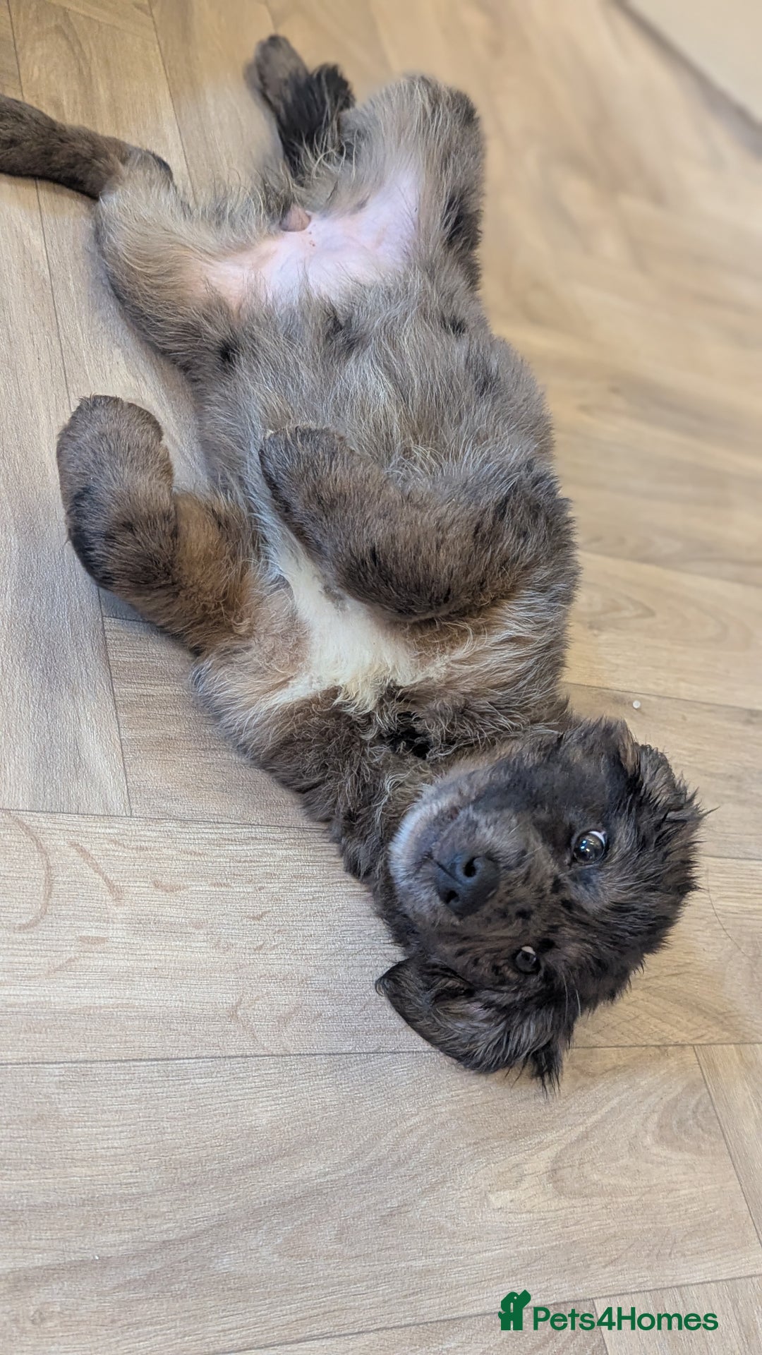 Mixed Breed dogs for sale: !!! ONE merle girl left !!! available now  - Advert 3