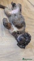 Mixed Breed dogs !!! ONE merle girl left !!! available now - Advert 10