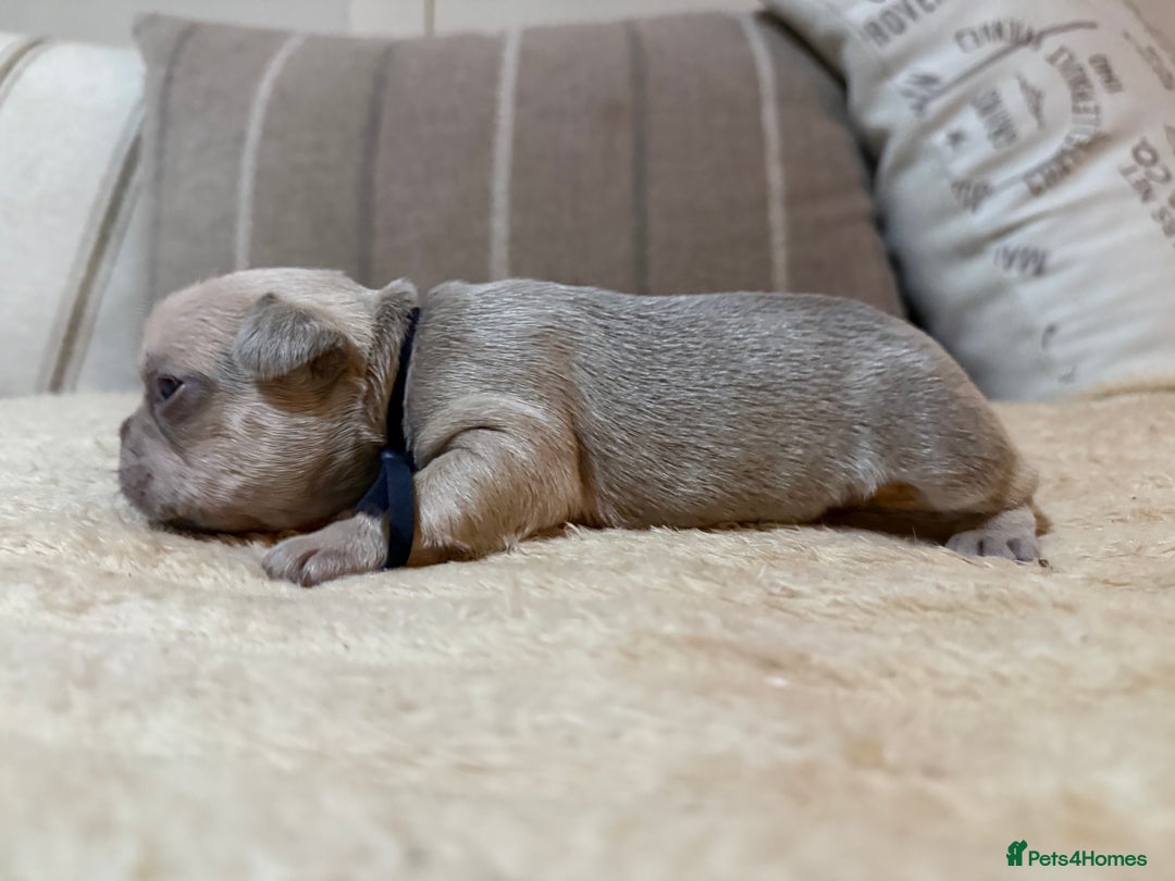 French Bulldog dogs for sale: French bulldog puppies - Advert 26