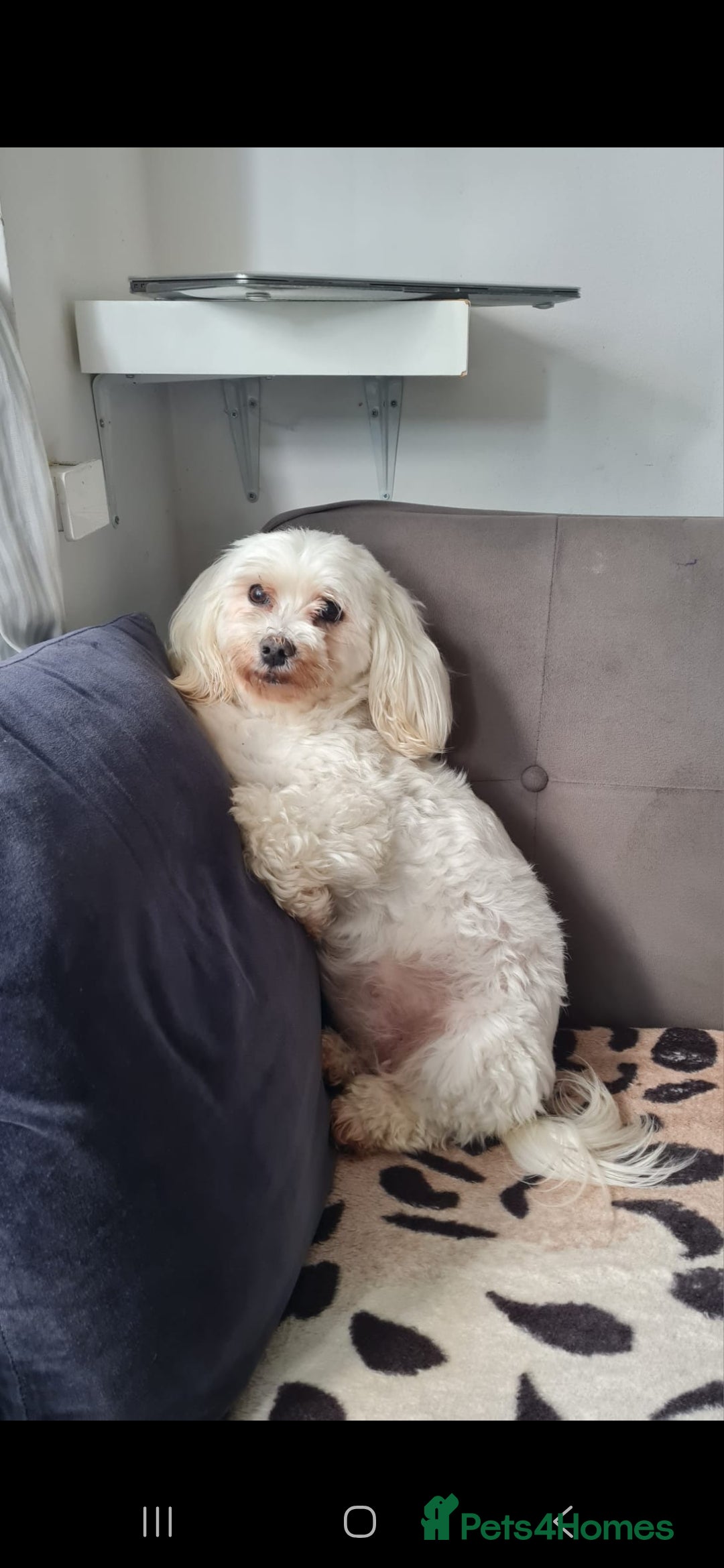 Maltipoo dogs Gorgeous maltipoo puppy in Birmingham - Advert 16