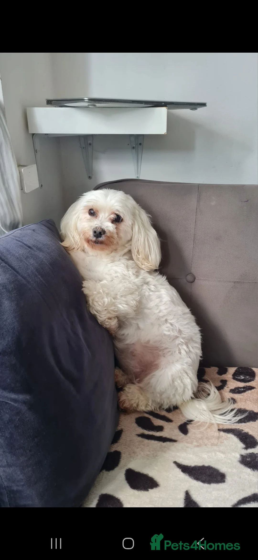 Maltipoo dogs for sale: Gorgeous maltipoo puppy in Birmingham - Advert 1