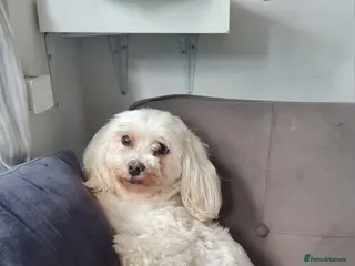 Maltipoo dogs Gorgeous maltipoo puppy in Birmingham - Advert 16