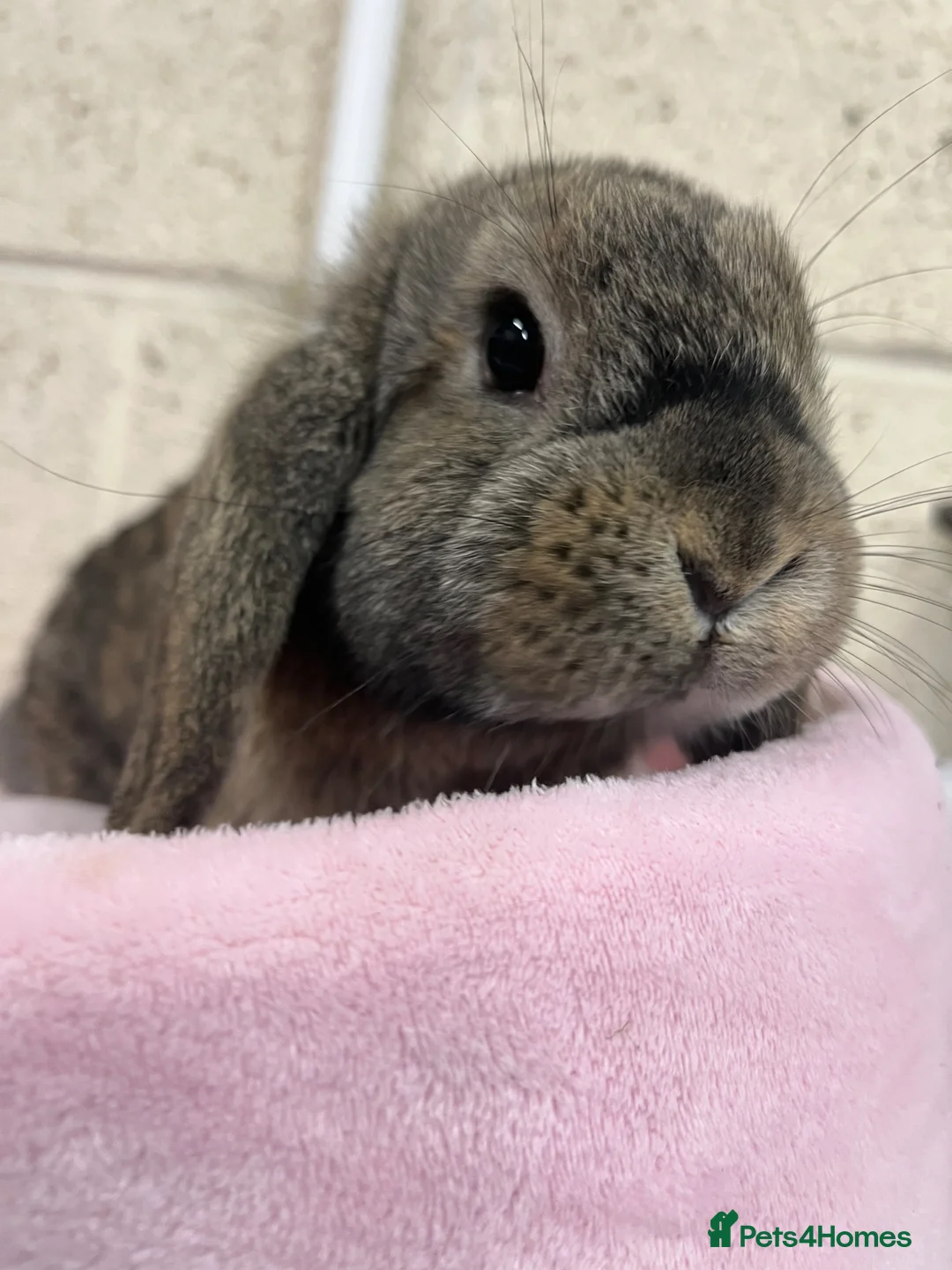 Mini Lop rabbits for sale:  Mini Lop Bunnies  - Advert 6